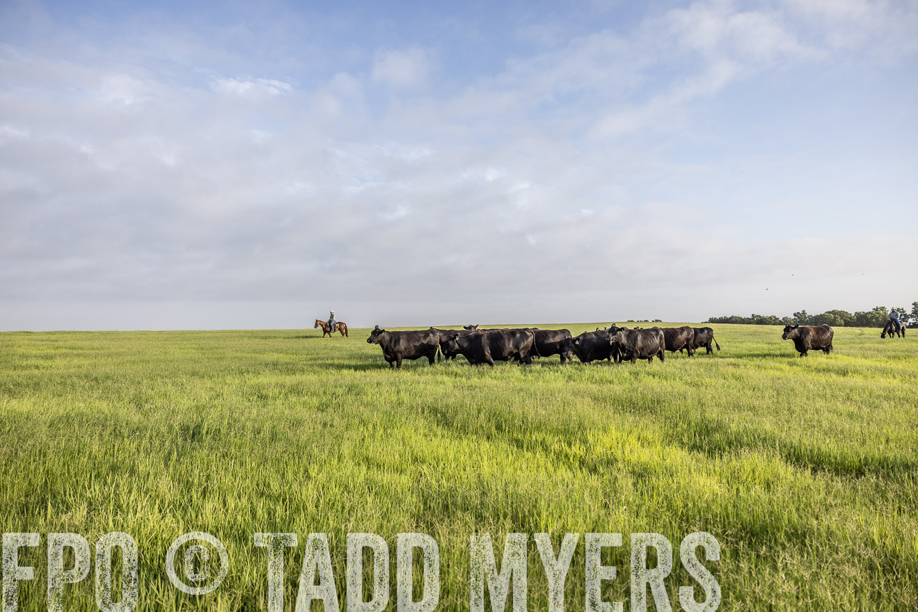 TMyers_44Farms_CameronTX_July2022--524232