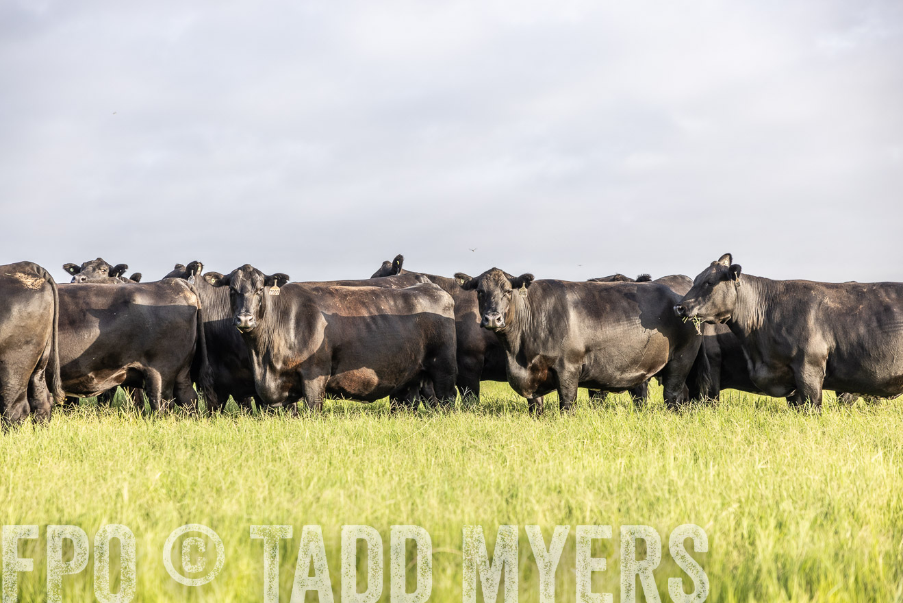 TMyers_44Farms_CameronTX_July2022--524252