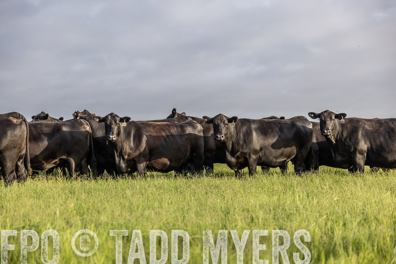 TMyers_44Farms_CameronTX_July2022--524257