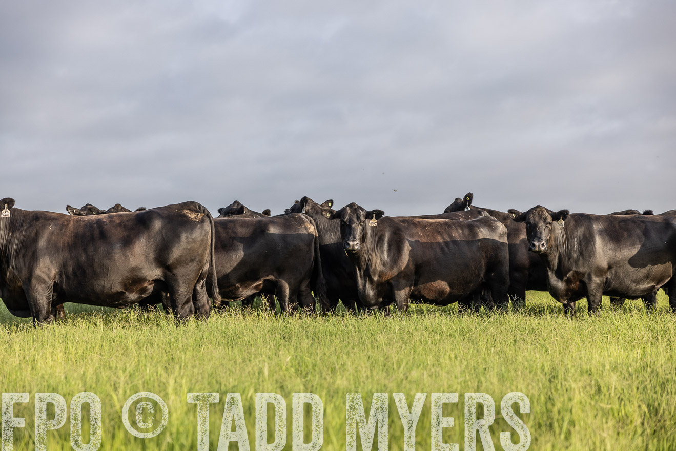 TMyers_44Farms_CameronTX_July2022--524260