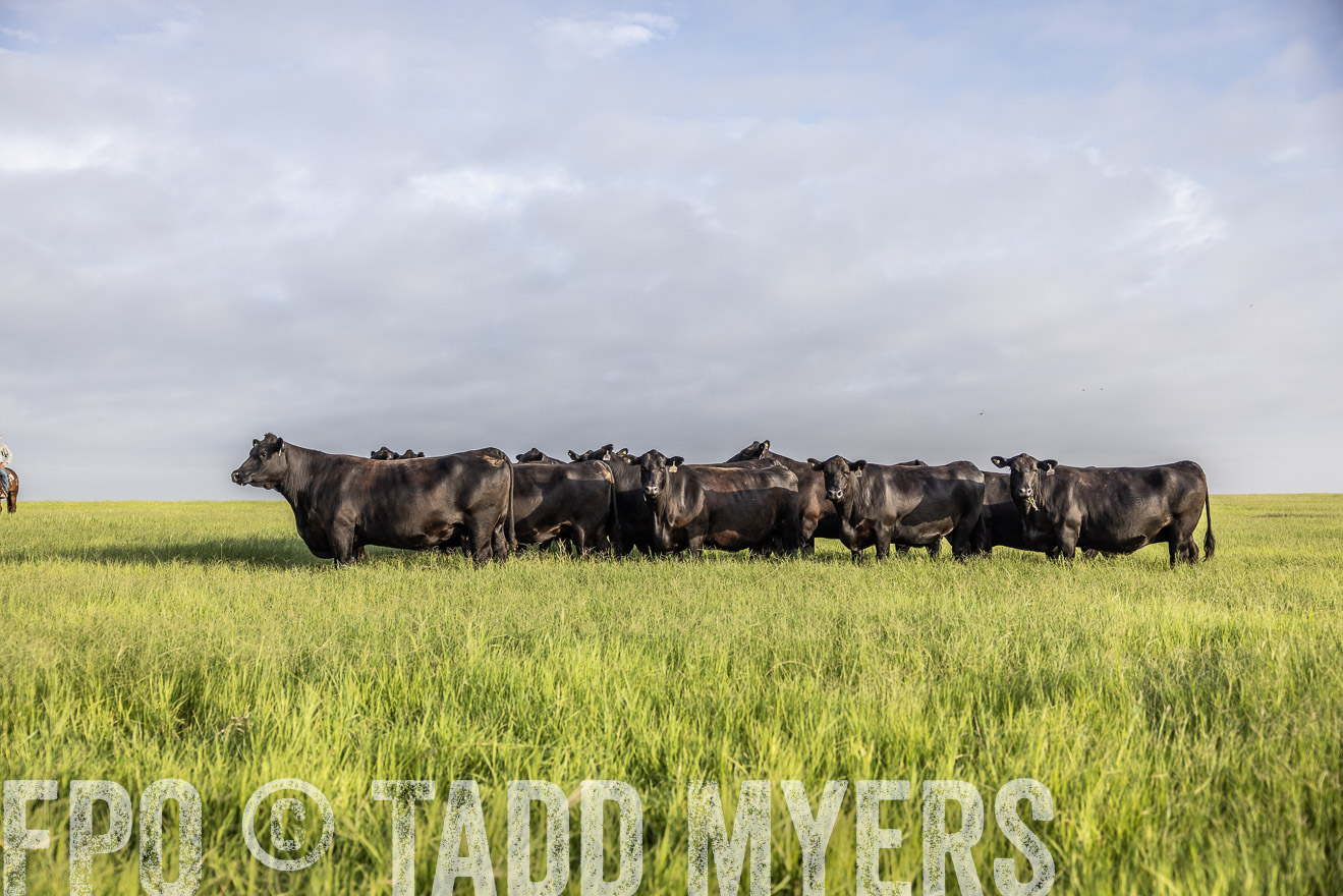 TMyers_44Farms_CameronTX_July2022--524269