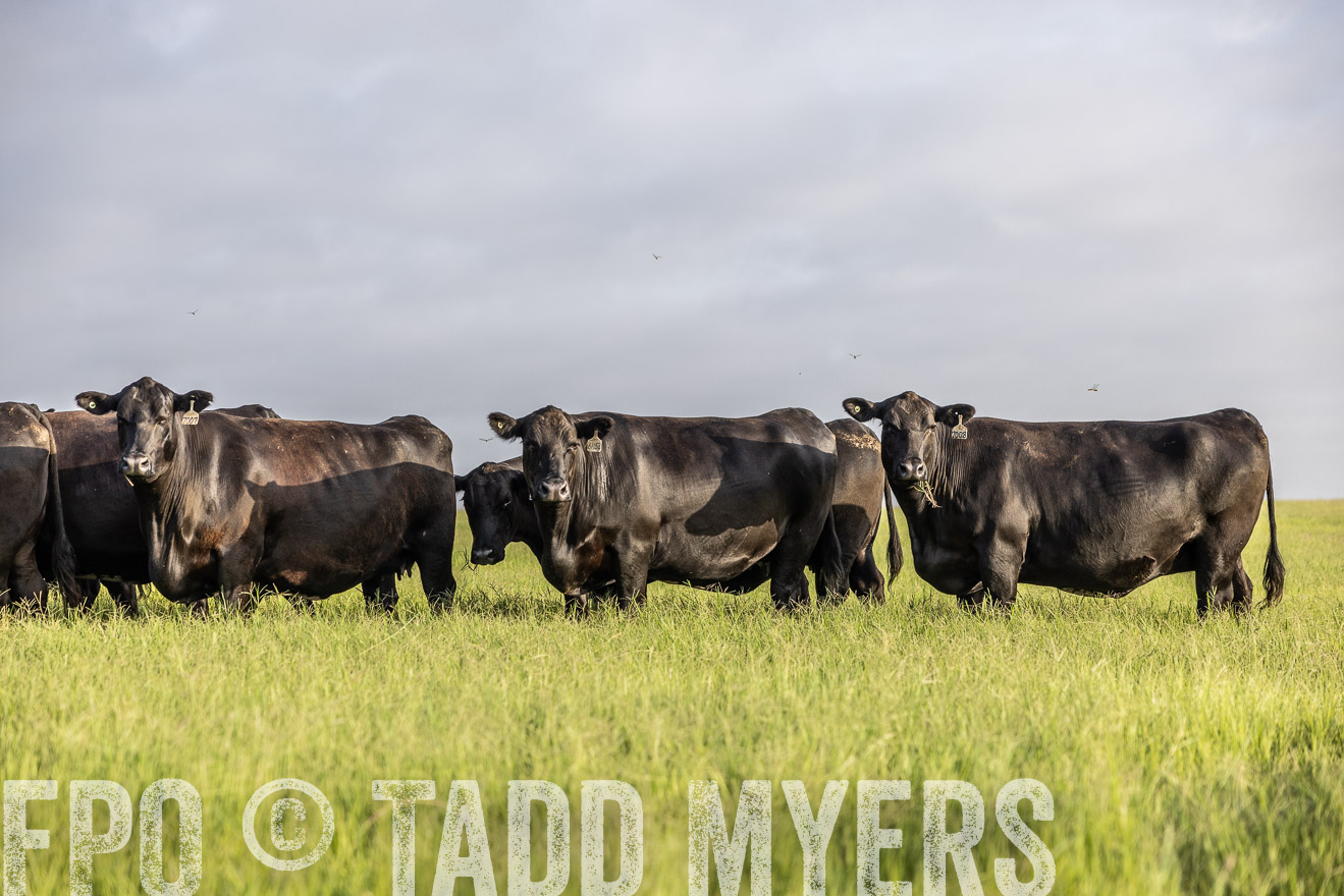 TMyers_44Farms_CameronTX_July2022--524283
