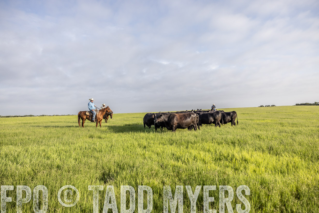 TMyers_44Farms_CameronTX_July2022--524304