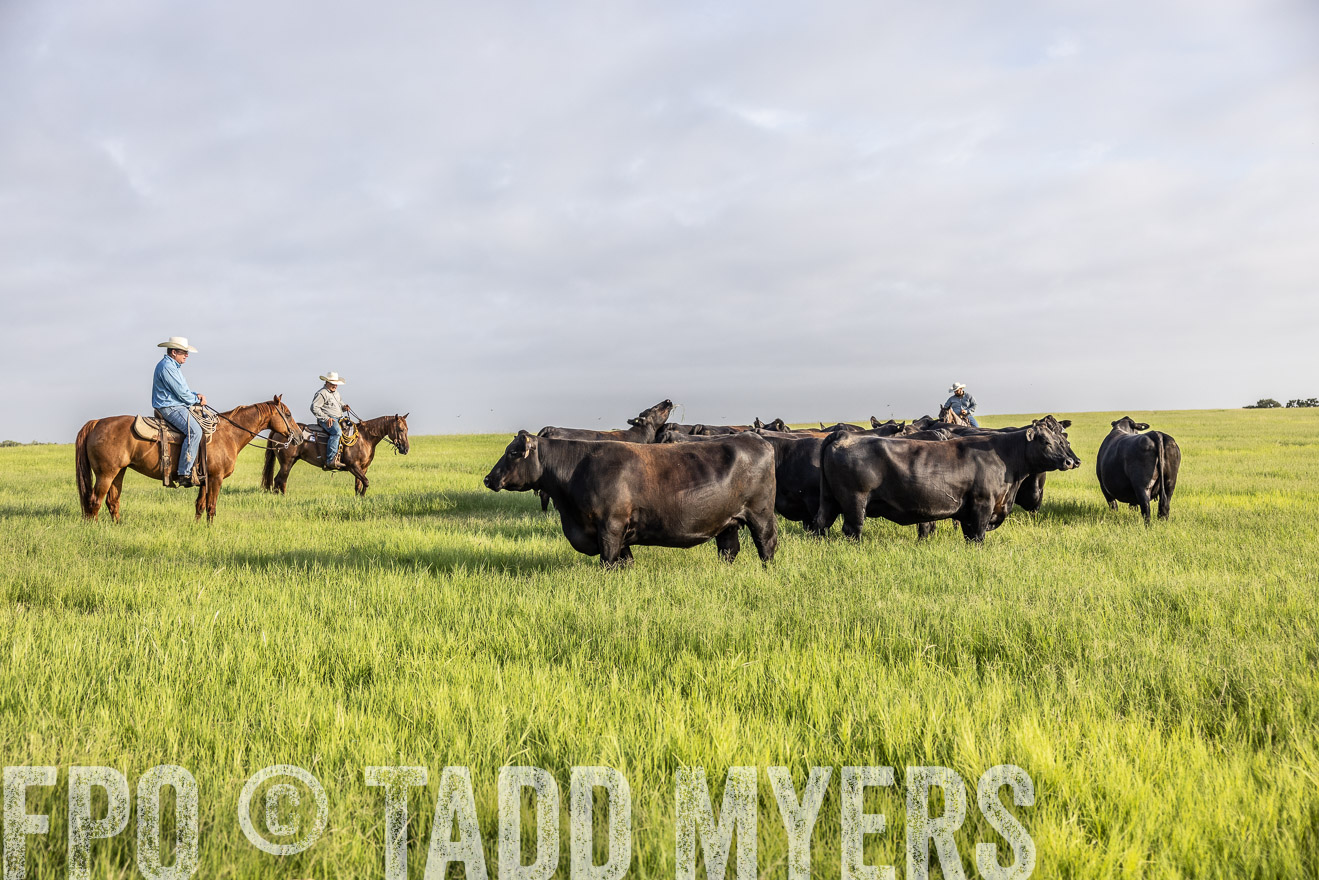 TMyers_44Farms_CameronTX_July2022--524311