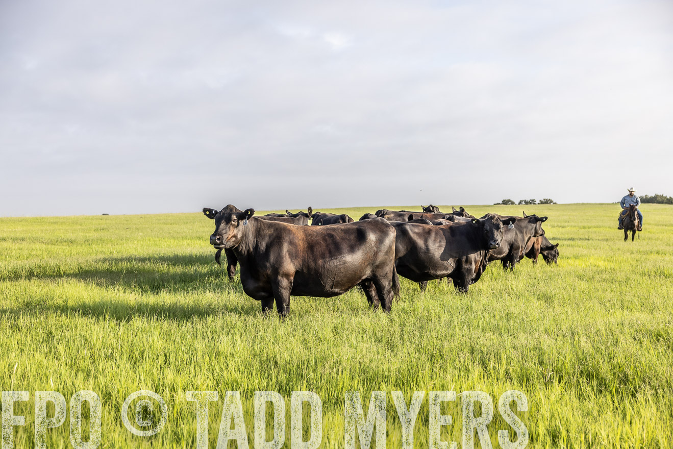 TMyers_44Farms_CameronTX_July2022--524314