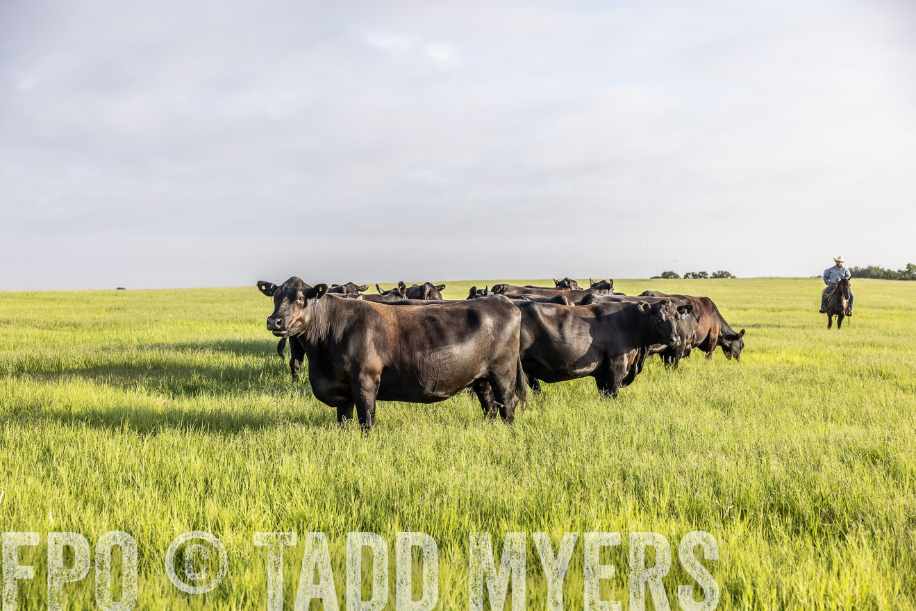 TMyers_44Farms_CameronTX_July2022--524316