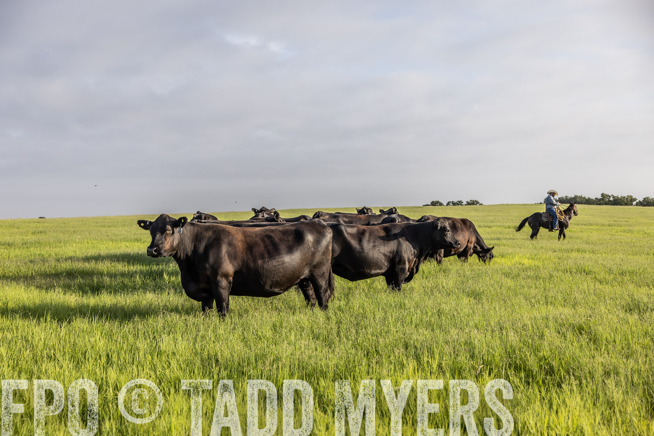 TMyers_44Farms_CameronTX_July2022--524318