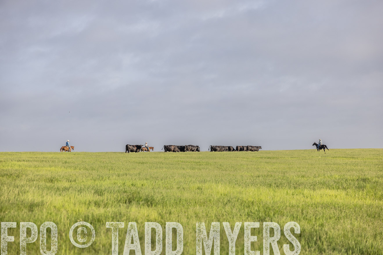 TMyers_44Farms_CameronTX_July2022--524348