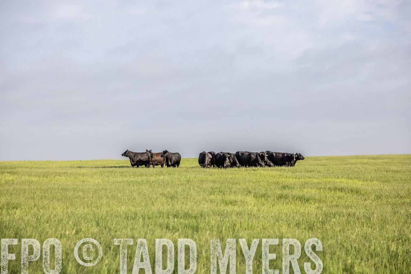 TMyers_44Farms_CameronTX_July2022--524379