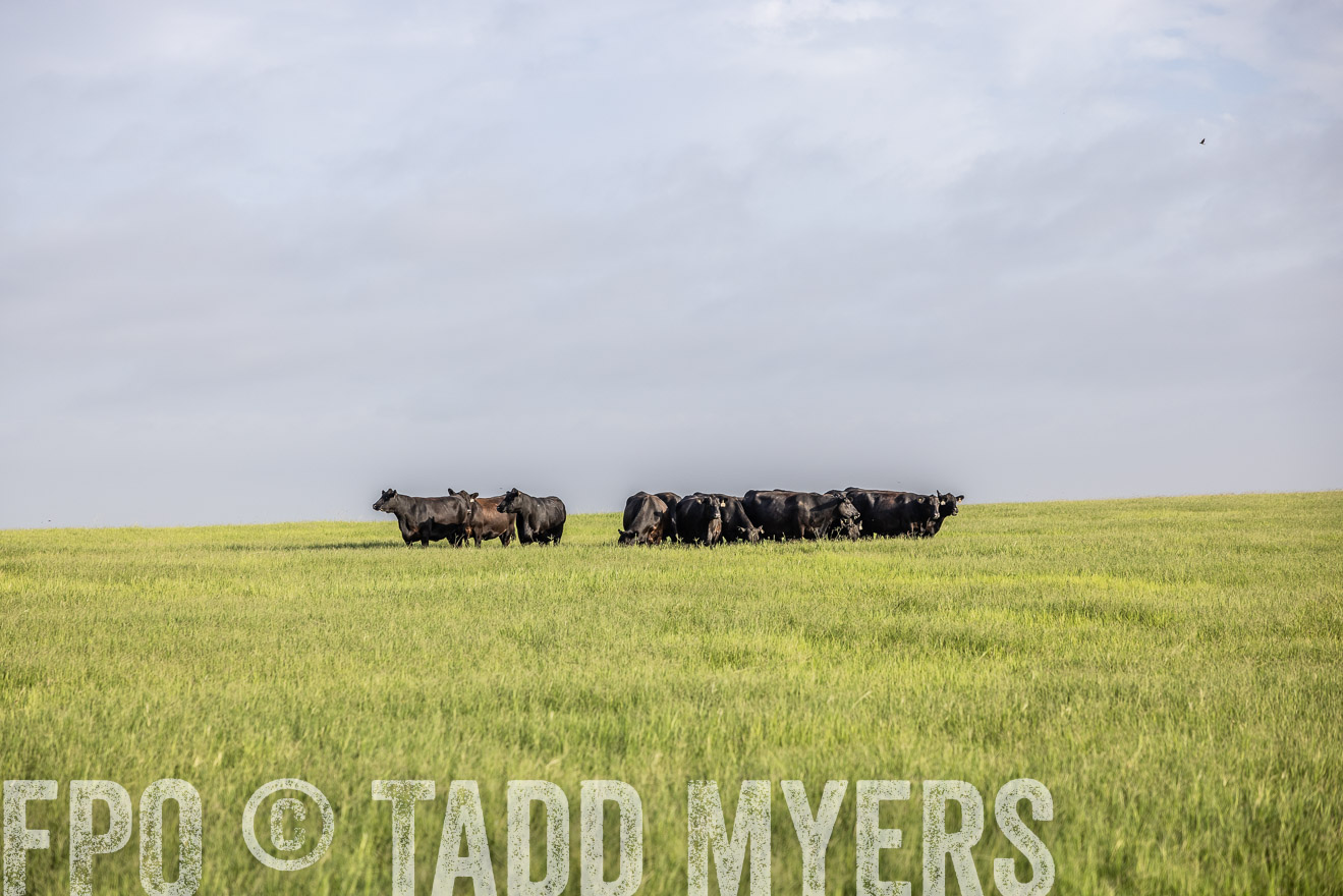 TMyers_44Farms_CameronTX_July2022--524381