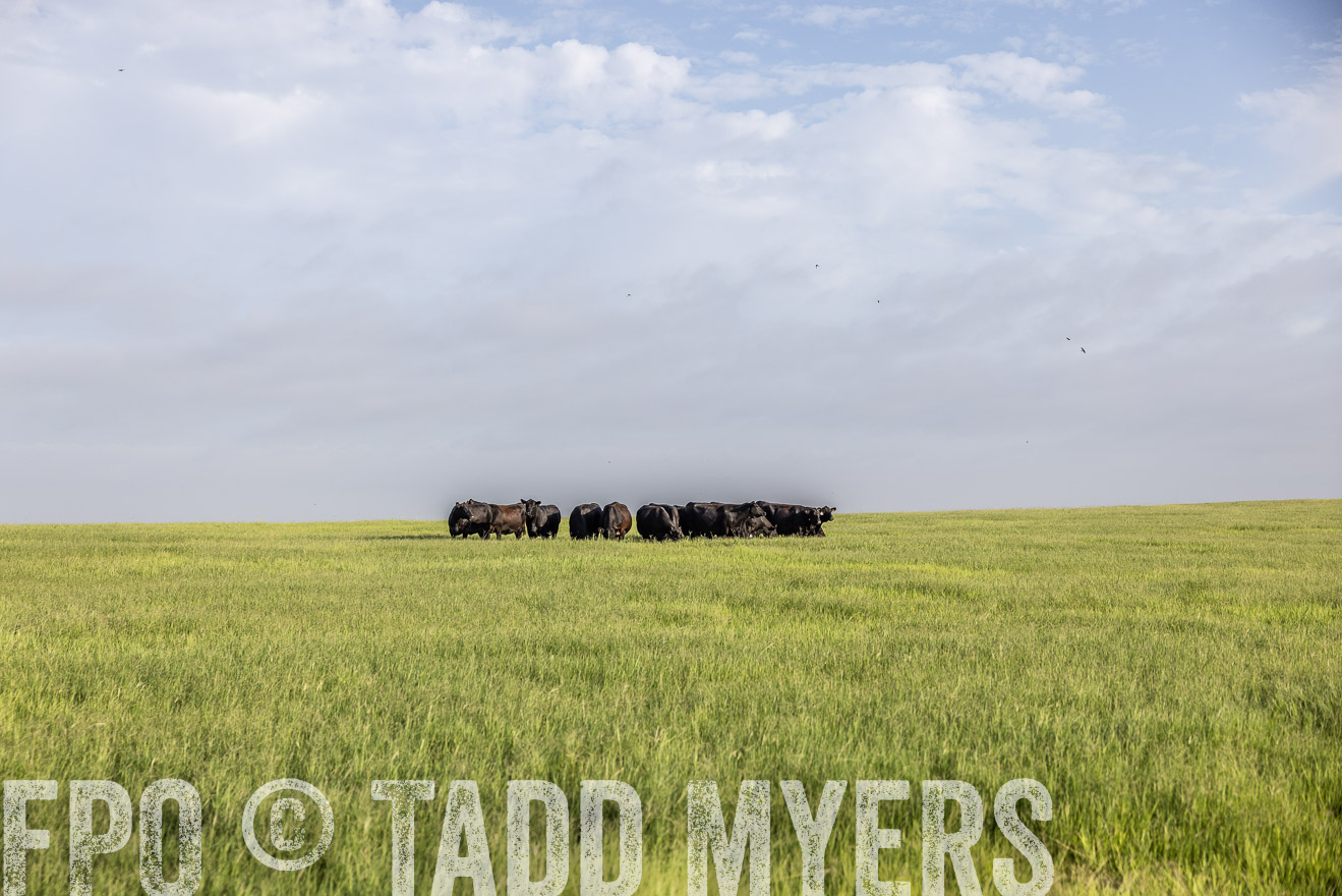 TMyers_44Farms_CameronTX_July2022--524385