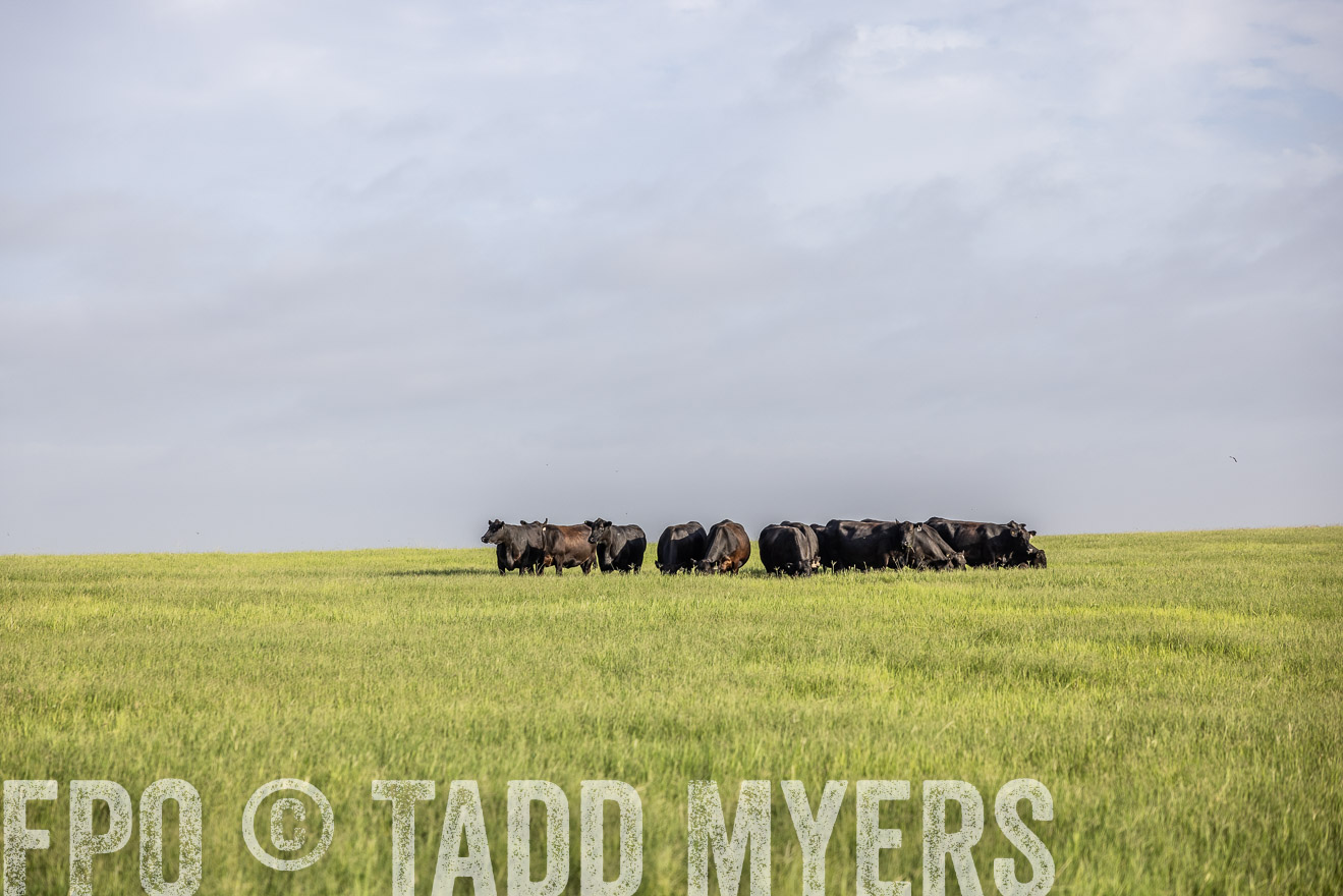 TMyers_44Farms_CameronTX_July2022--524392