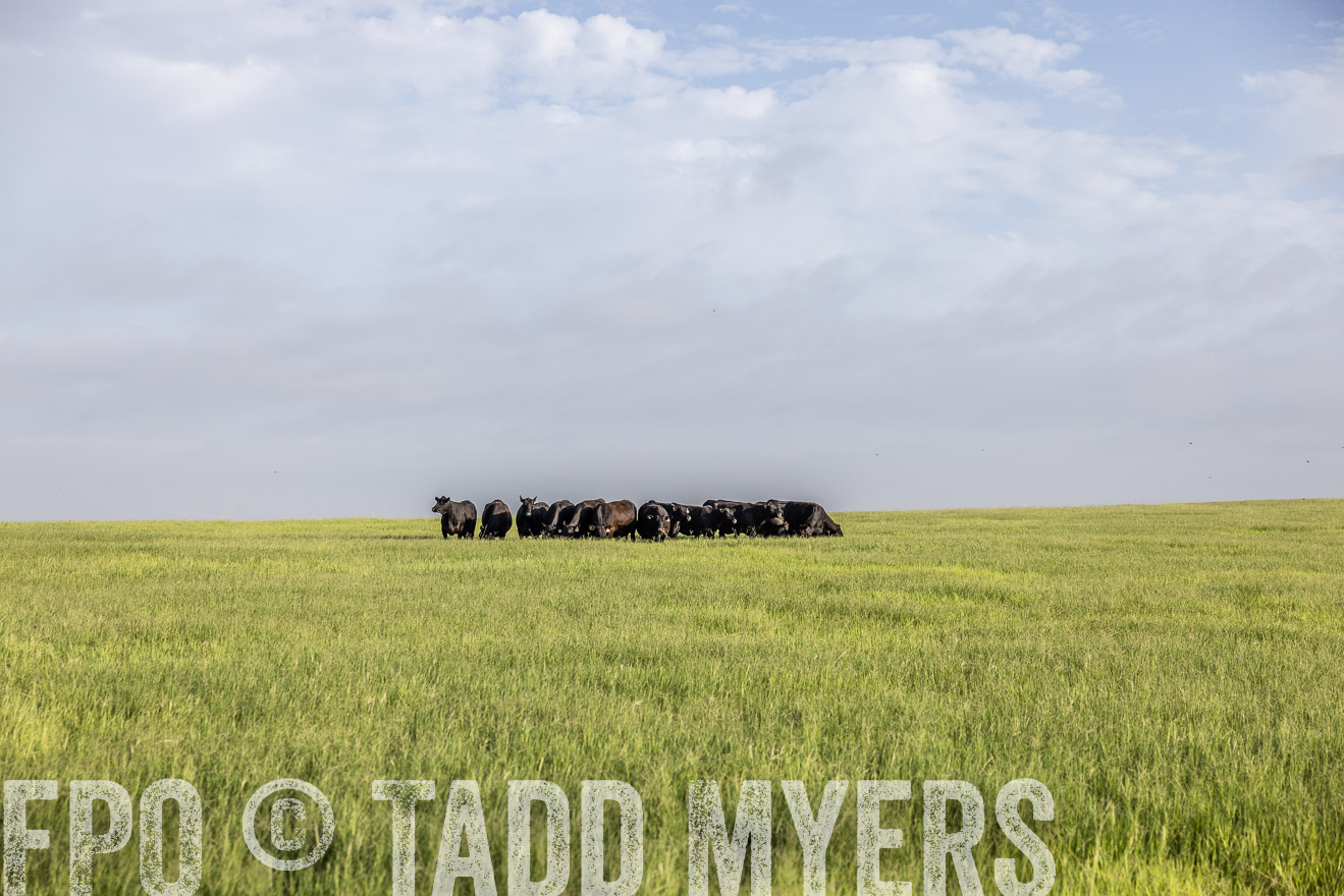 TMyers_44Farms_CameronTX_July2022--524397