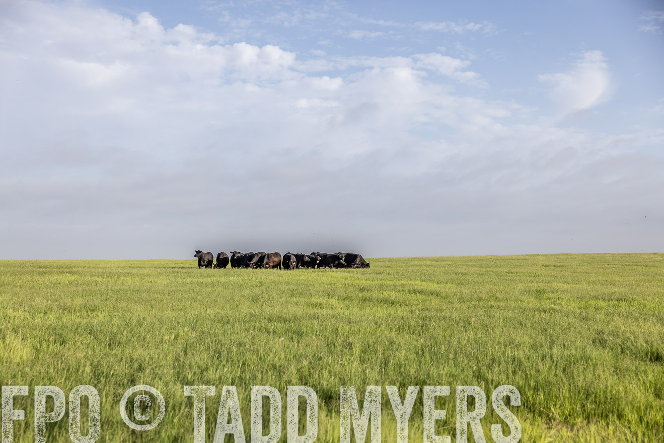 TMyers_44Farms_CameronTX_July2022--524398