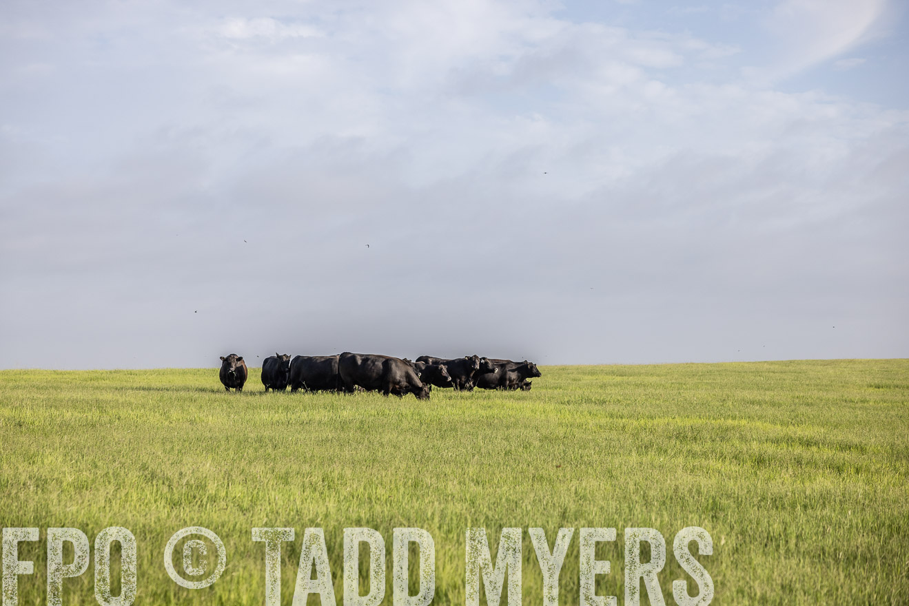 TMyers_44Farms_CameronTX_July2022--524404
