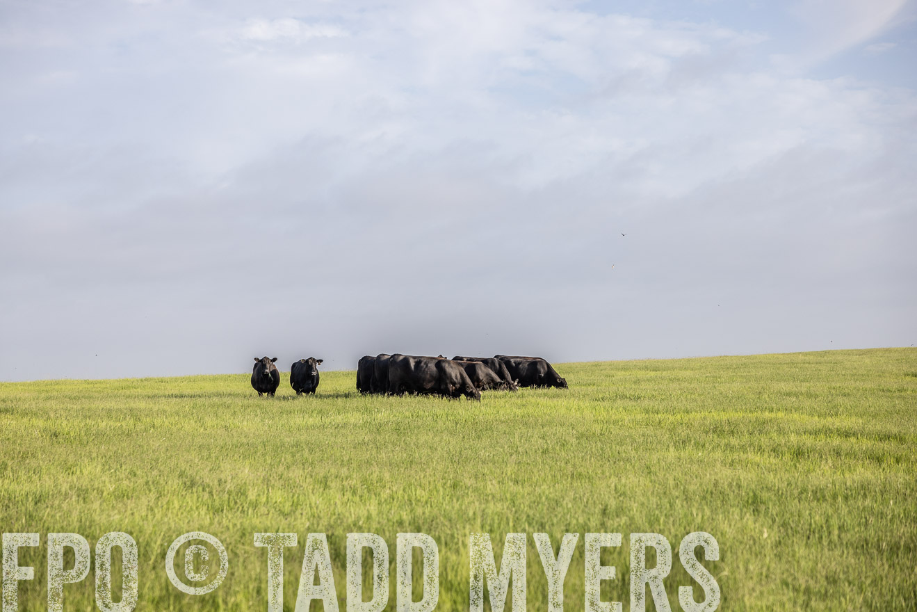 TMyers_44Farms_CameronTX_July2022--524408