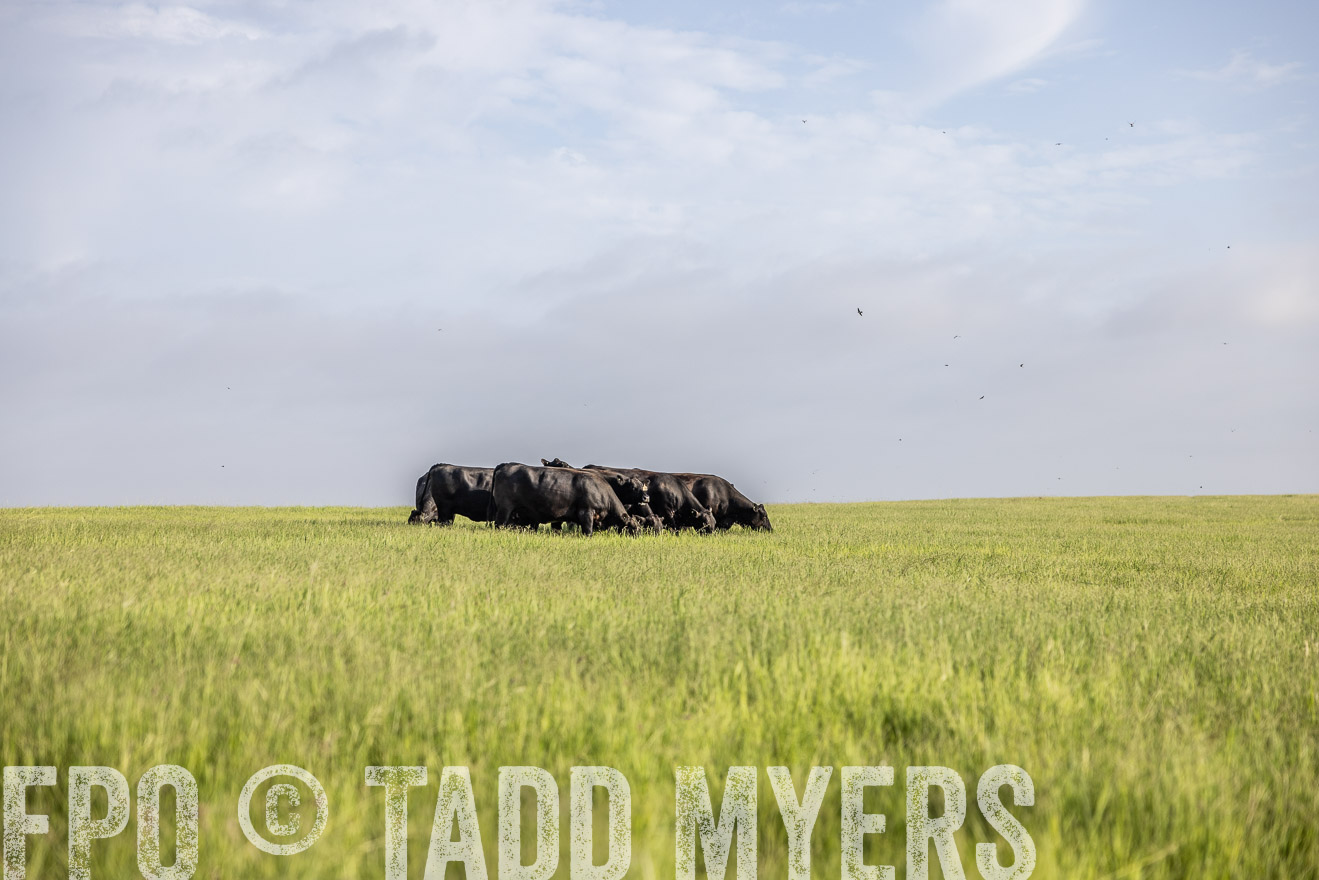 TMyers_44Farms_CameronTX_July2022--524420