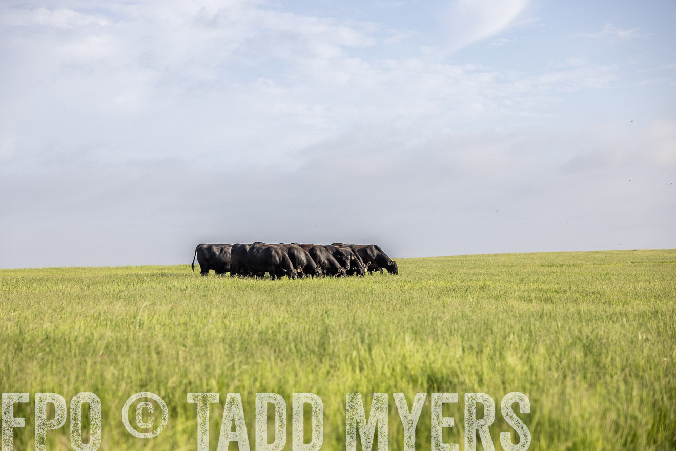 TMyers_44Farms_CameronTX_July2022--524423