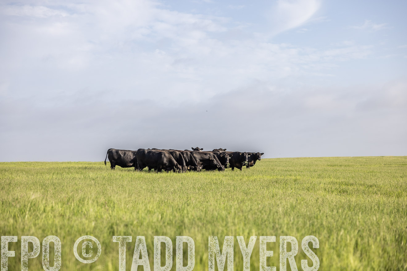 TMyers_44Farms_CameronTX_July2022--524425