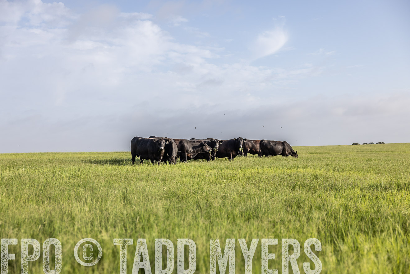 TMyers_44Farms_CameronTX_July2022--524432