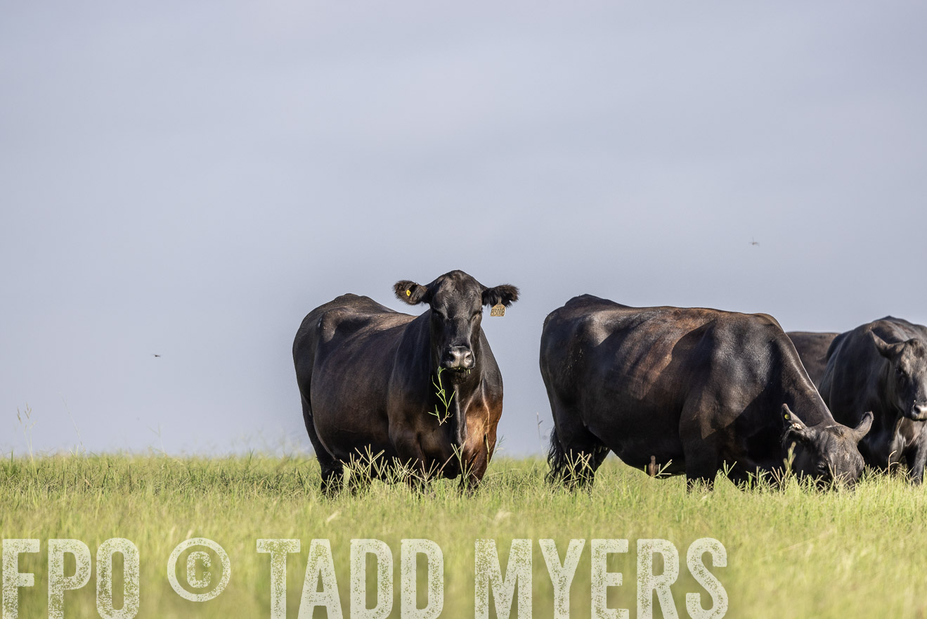 TMyers_44Farms_CameronTX_July2022--524466