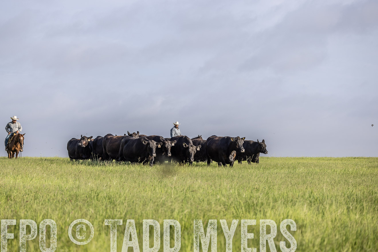 TMyers_44Farms_CameronTX_July2022--524485