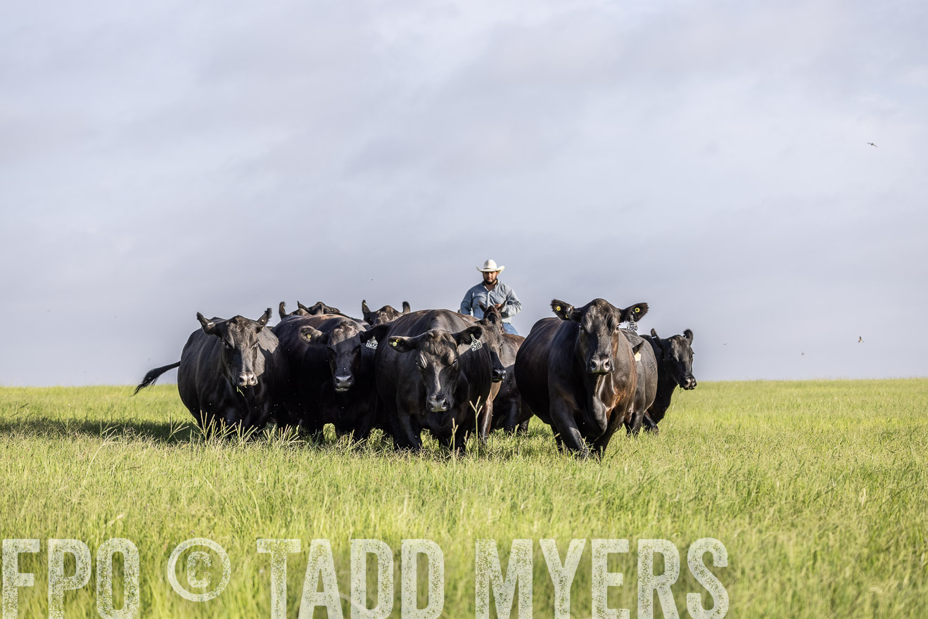 TMyers_44Farms_CameronTX_July2022--524522