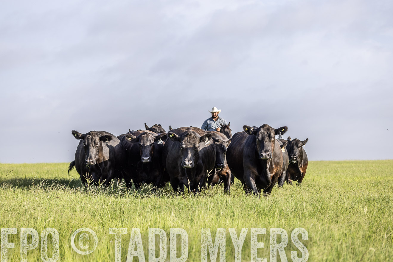 TMyers_44Farms_CameronTX_July2022--524525