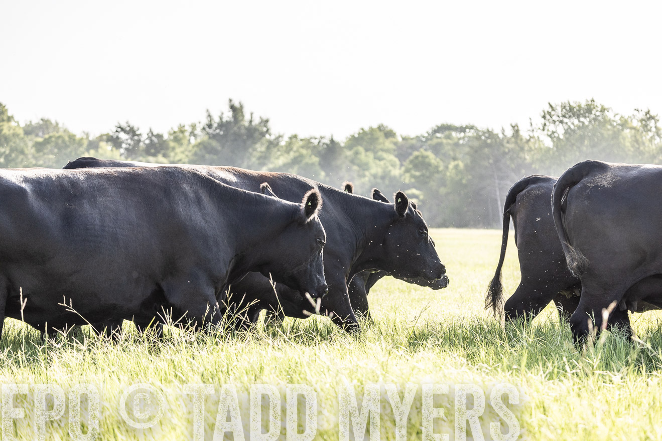 TMyers_44Farms_CameronTX_July2022--524555