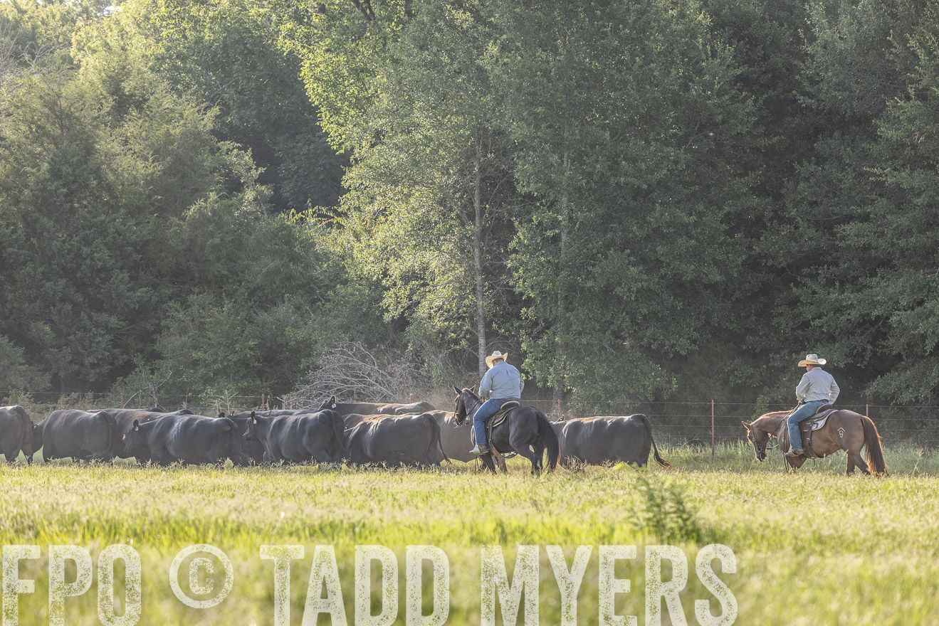 TMyers_44Farms_CameronTX_July2022--524576