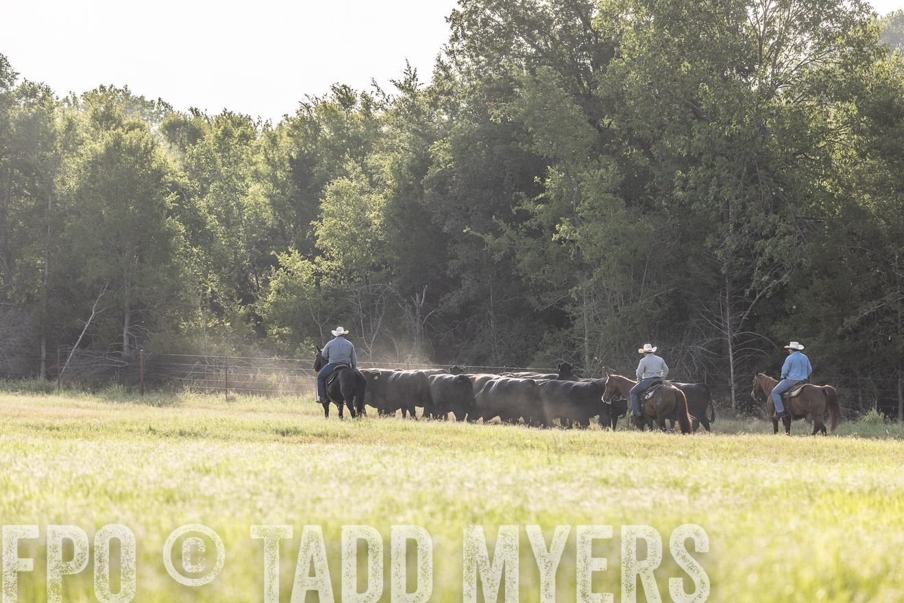 TMyers_44Farms_CameronTX_July2022--524599