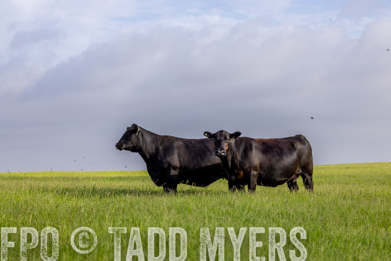 TMyers_44Farms_CameronTX_July2022--524705