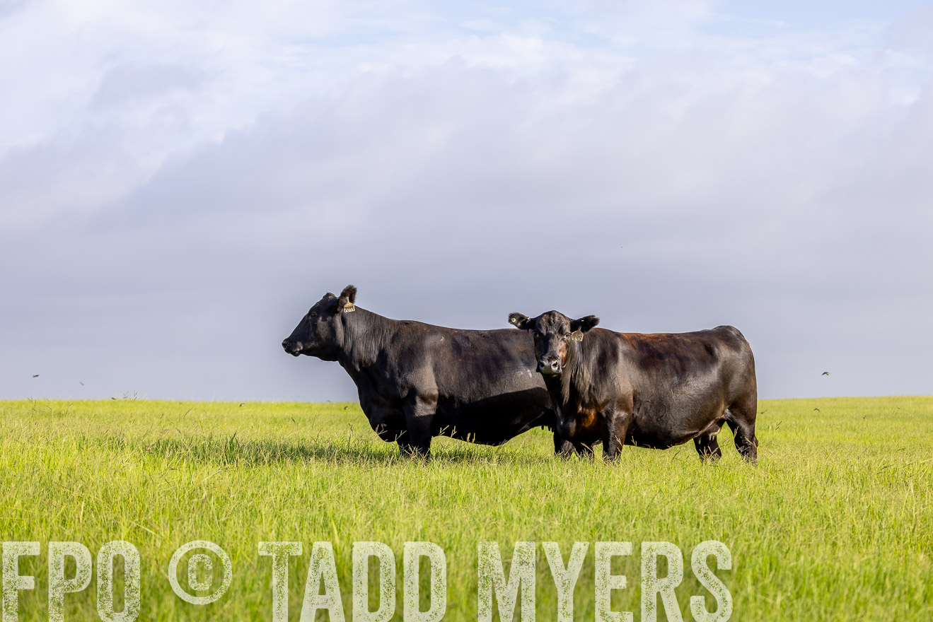 TMyers_44Farms_CameronTX_July2022--524709
