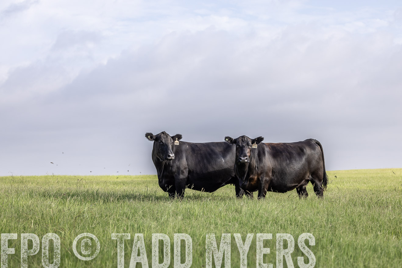 TMyers_44Farms_CameronTX_July2022--524713