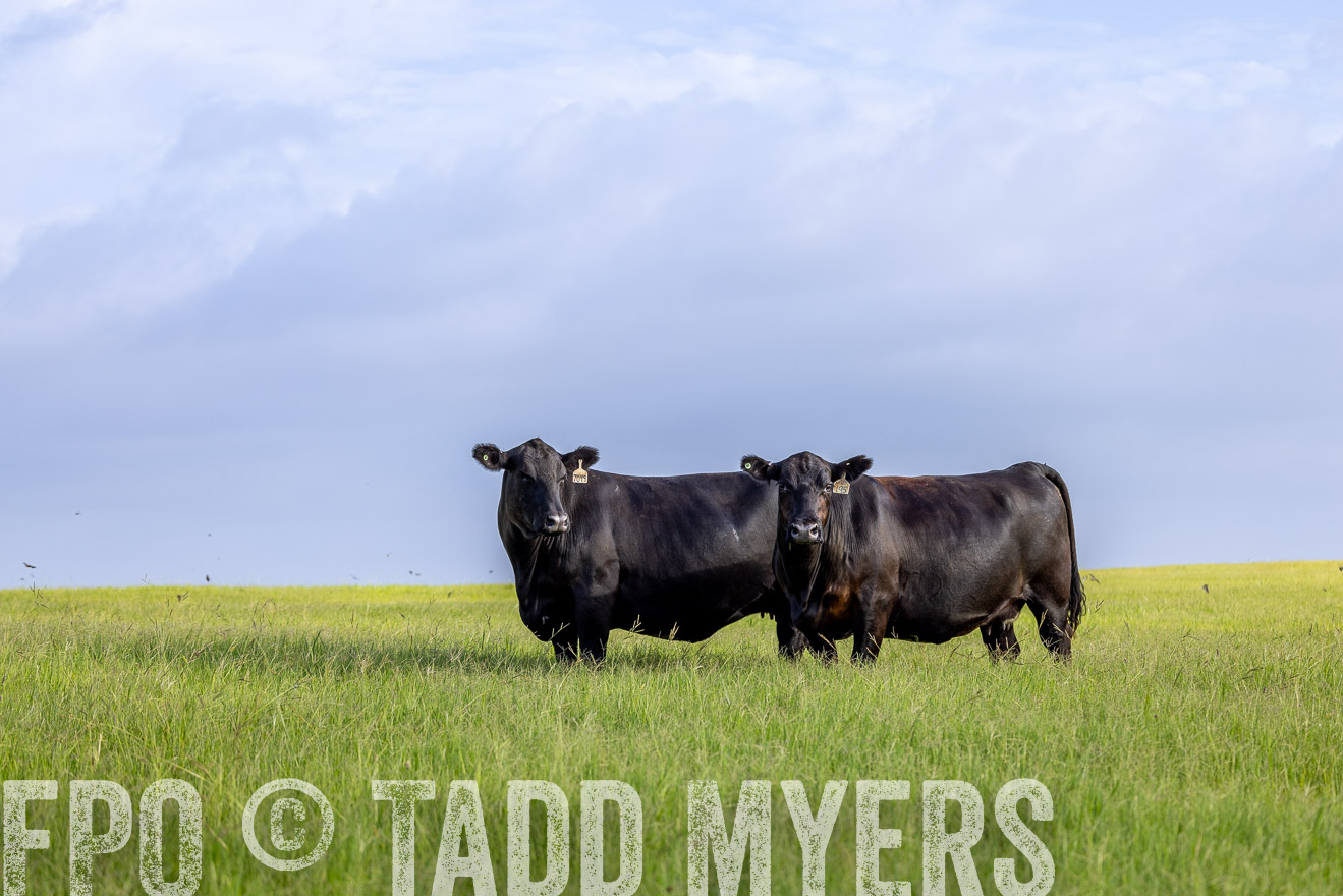 TMyers_44Farms_CameronTX_July2022--524714
