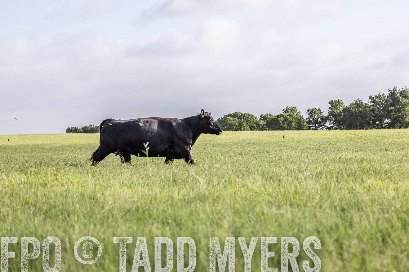 TMyers_44Farms_CameronTX_July2022--524737