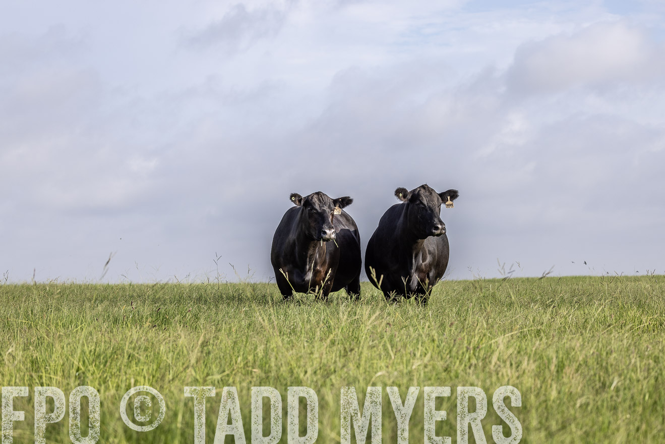 TMyers_44Farms_CameronTX_July2022--524822
