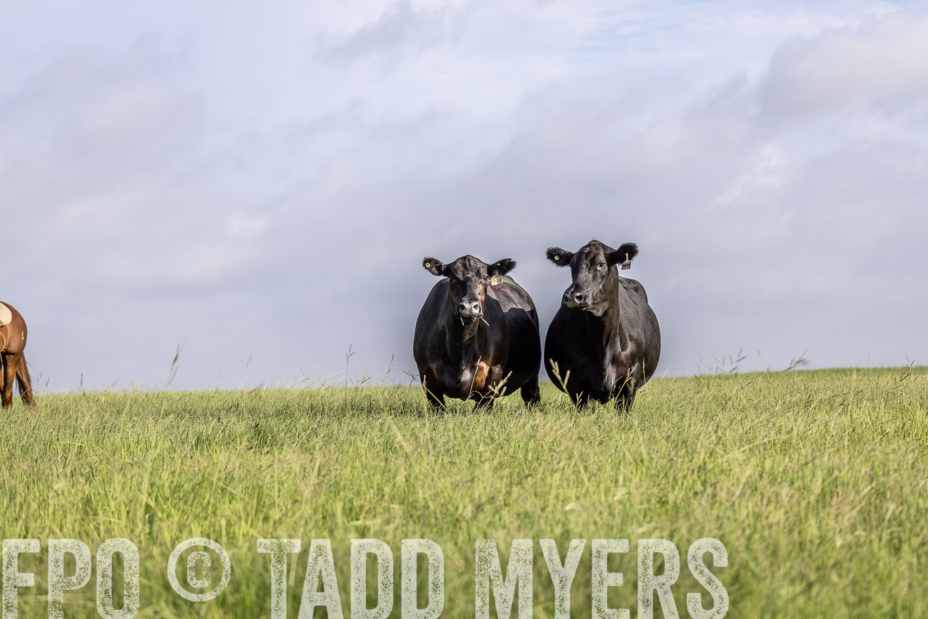 TMyers_44Farms_CameronTX_July2022--524828