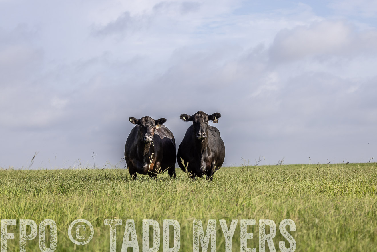 TMyers_44Farms_CameronTX_July2022--524830