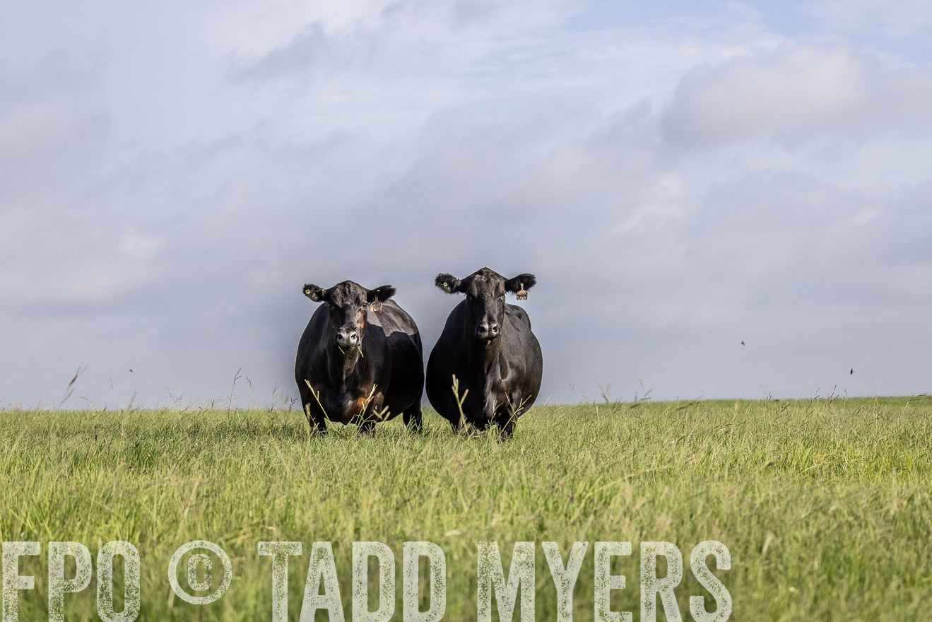 TMyers_44Farms_CameronTX_July2022--524834