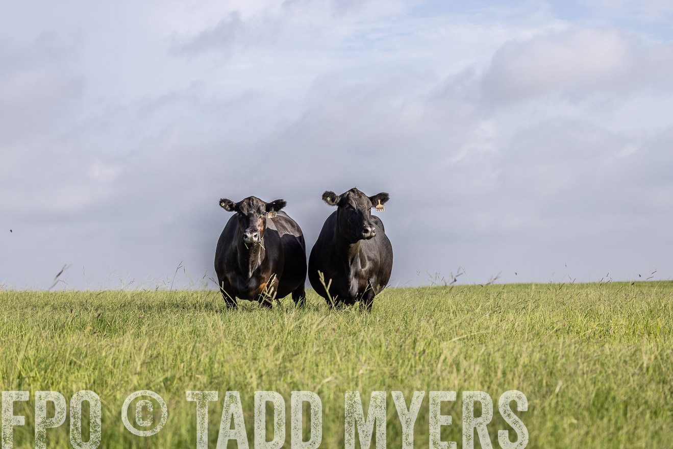 TMyers_44Farms_CameronTX_July2022--524835