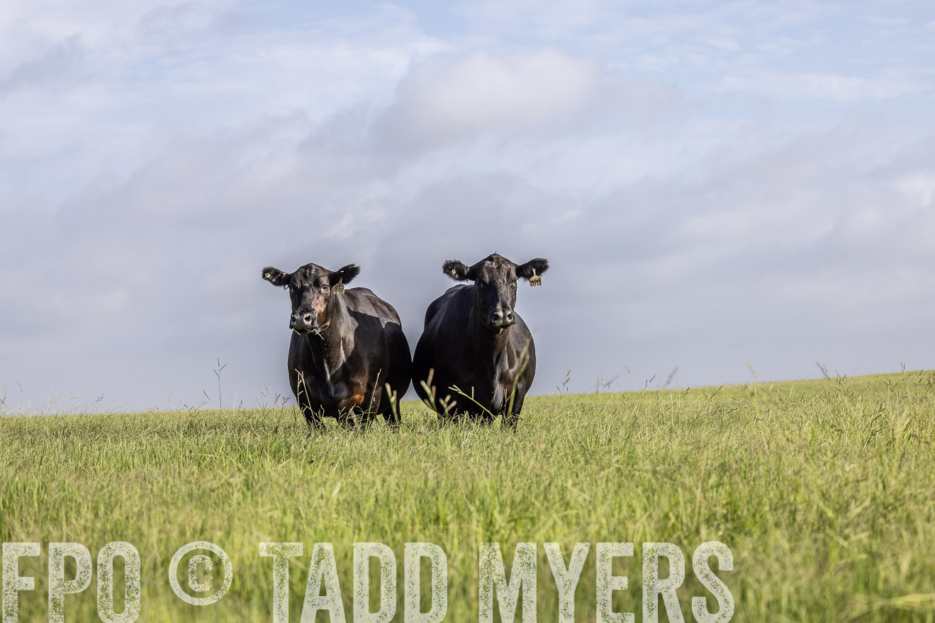 TMyers_44Farms_CameronTX_July2022--524840
