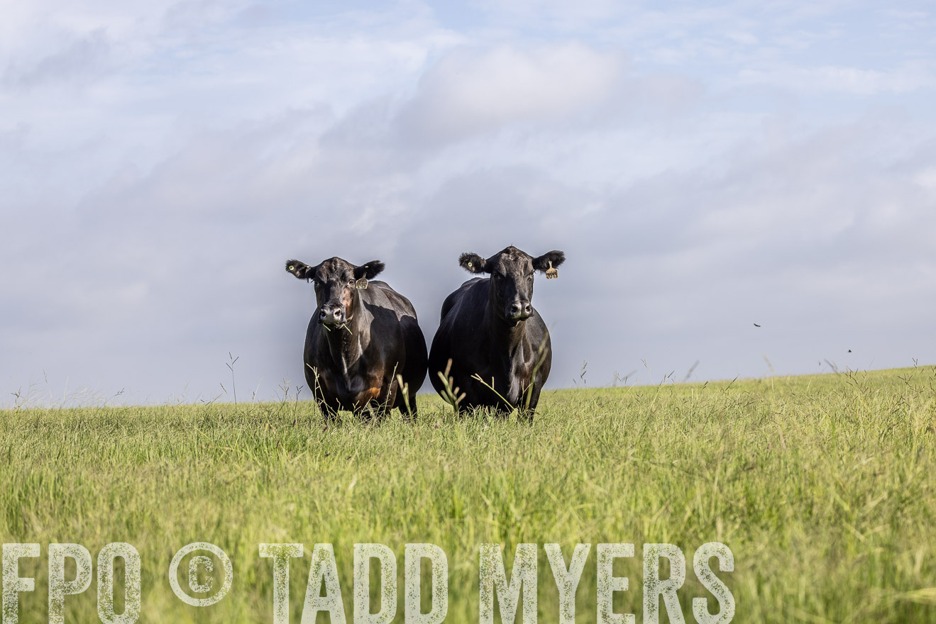 TMyers_44Farms_CameronTX_July2022--524842