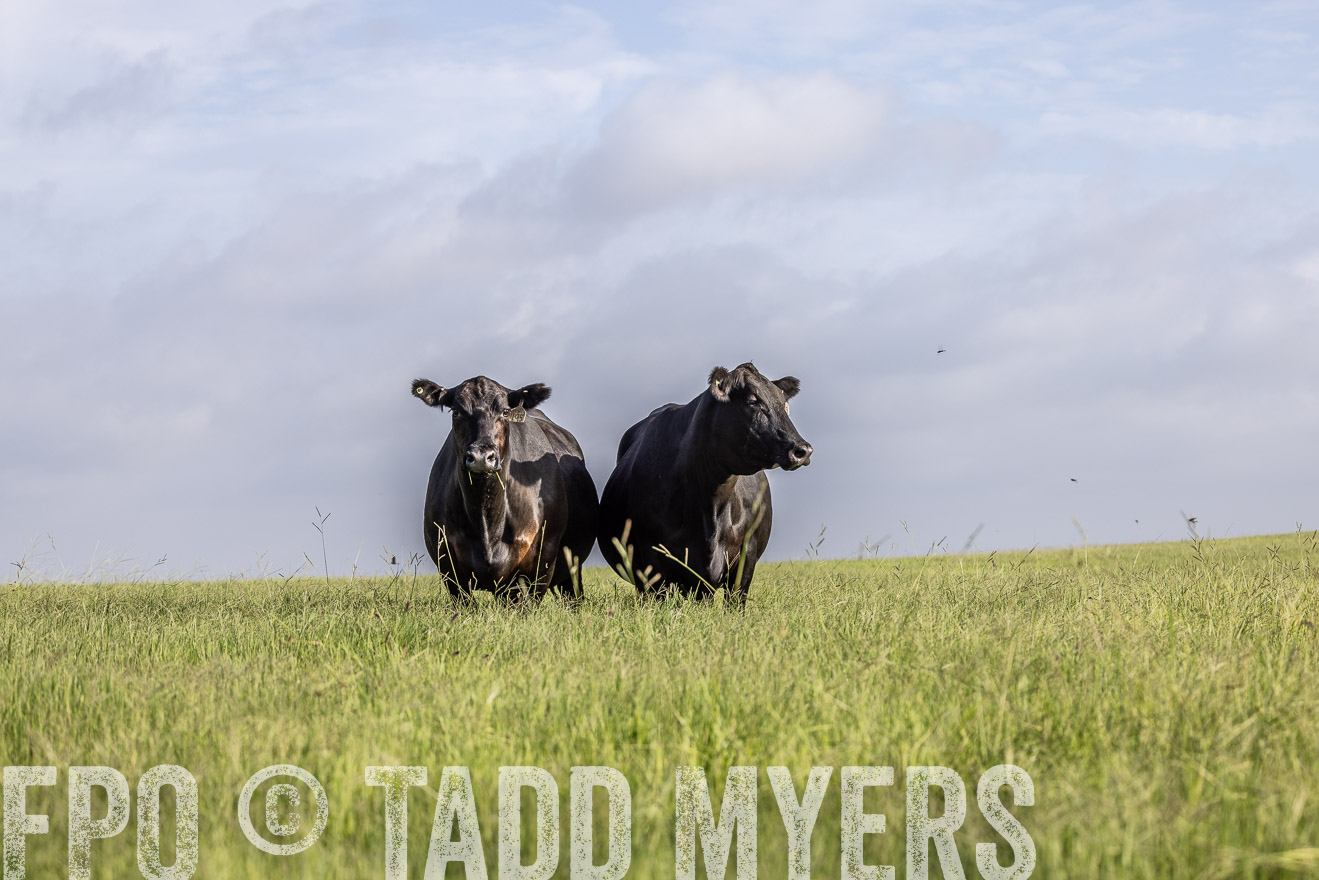 TMyers_44Farms_CameronTX_July2022--524843
