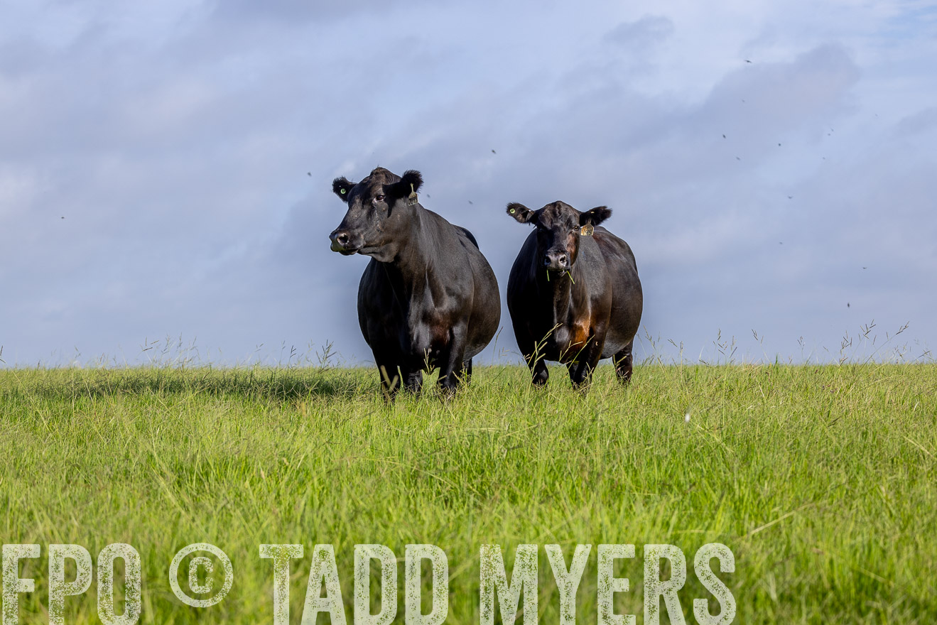 TMyers_44Farms_CameronTX_July2022--524851