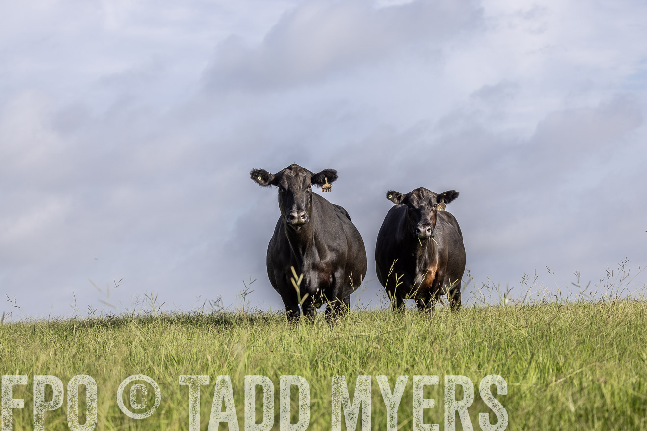 TMyers_44Farms_CameronTX_July2022--524855