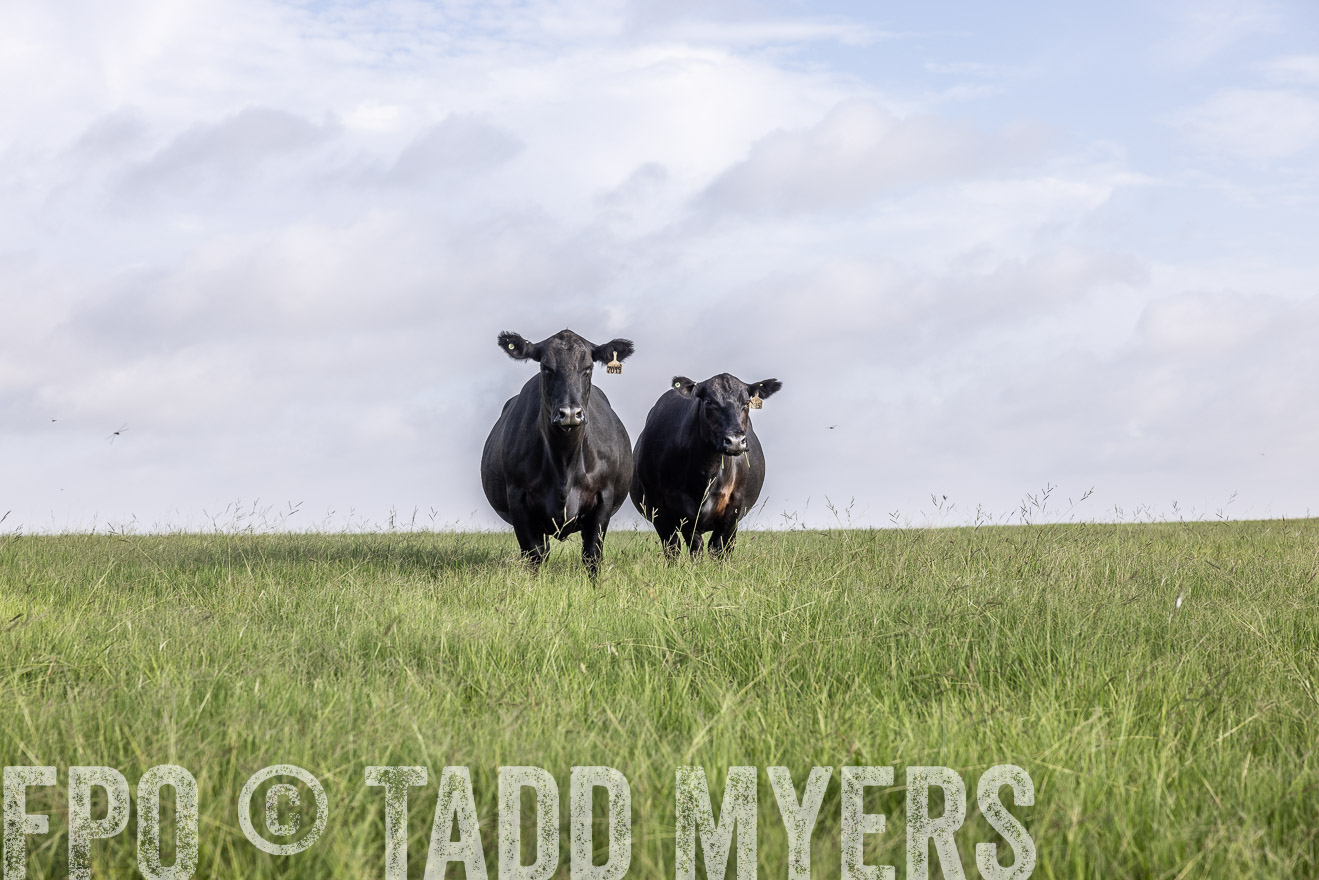 TMyers_44Farms_CameronTX_July2022--524870