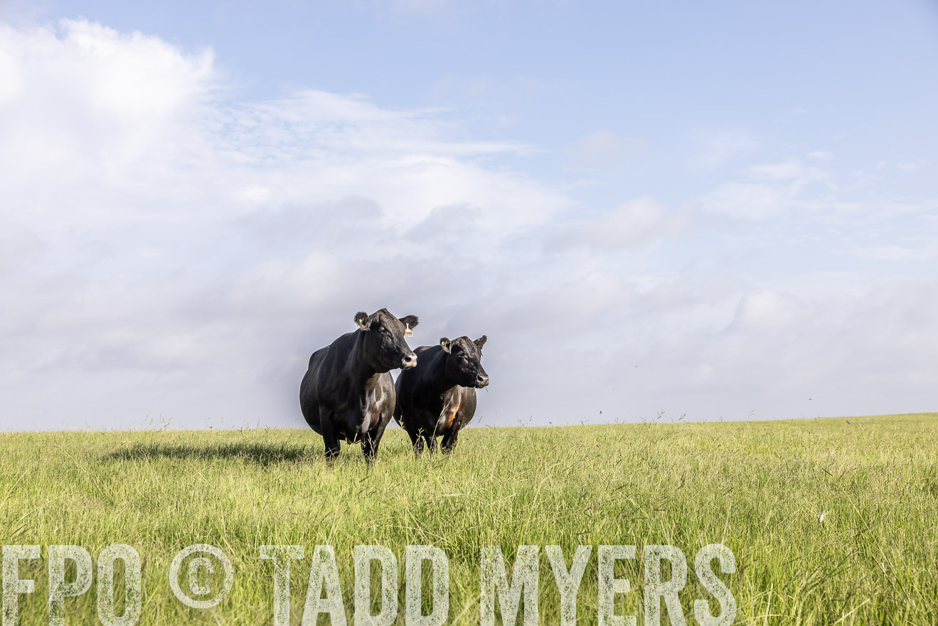 TMyers_44Farms_CameronTX_July2022--524875