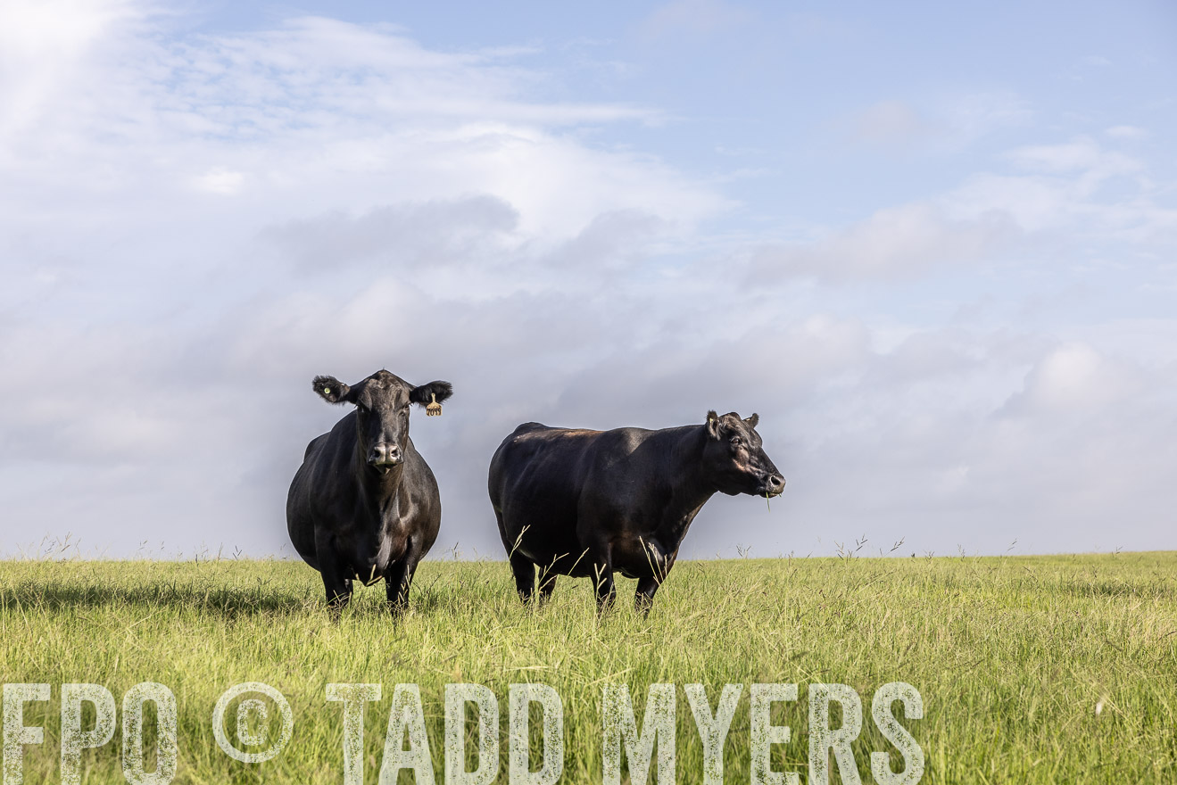 TMyers_44Farms_CameronTX_July2022--524877