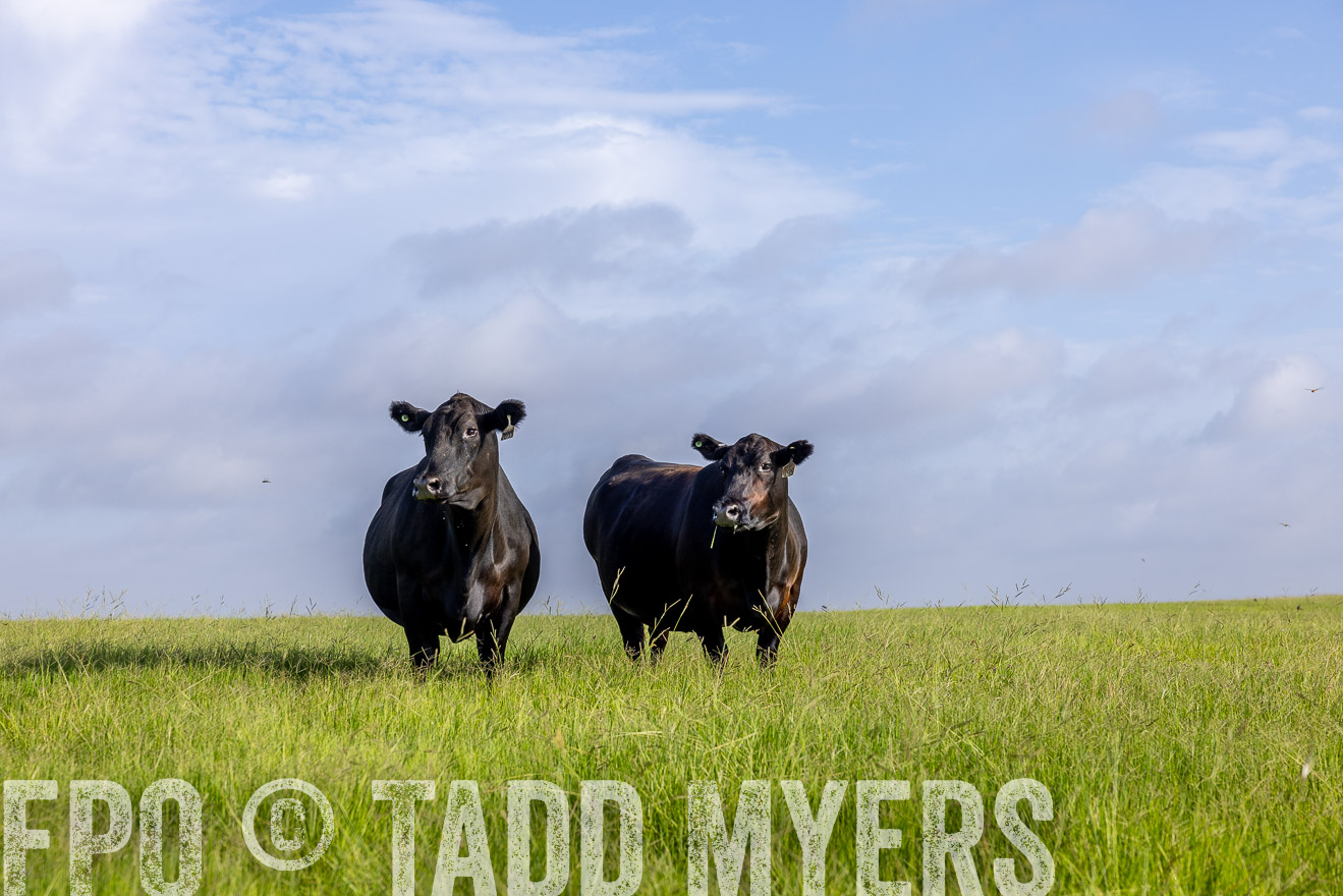 TMyers_44Farms_CameronTX_July2022--524883
